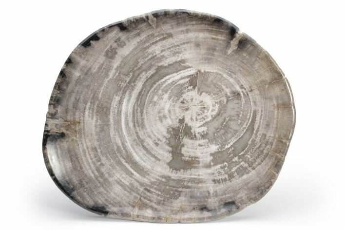 Tropical Hardwood Petrified Wood Dish - Indonesia #210597